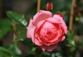 Rosa - Kölner Flora